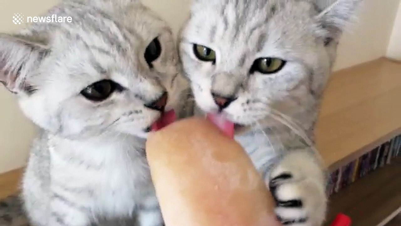 Kittens licking tuna brine ice lolly on hot day