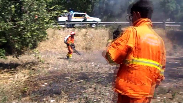 Incendi in campagna e su SP174 ad Andria: devastata macchia mediterranea, attaccati 50 ulivi e mandorli