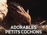 Des marcassins trop mignons découvrent le monde