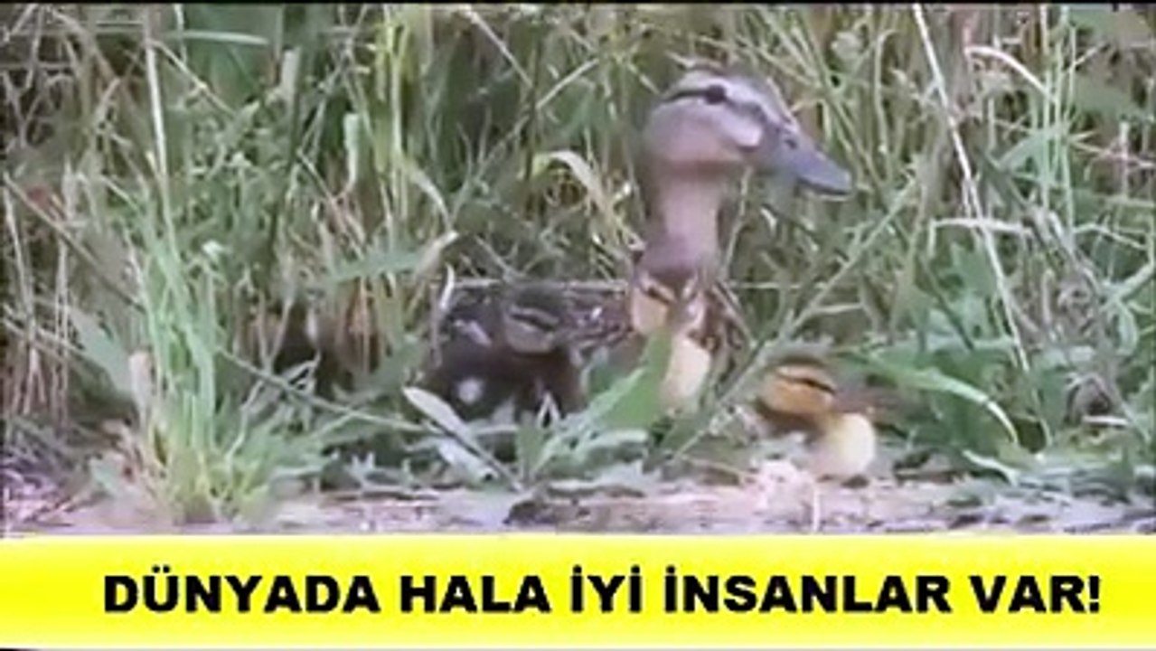 ördek yawruları tek tek kurtarılıyor anne ördek ise tüm yawrularının kurtarılmasını sabirla bekliyor