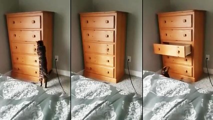 Un chat se cache dans un tiroir