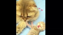 g with their Moms Compilation _ Cat mom hugs