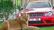 Dubai Prince playing with his Lion