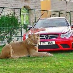 Dubai Prince playing with his Lion