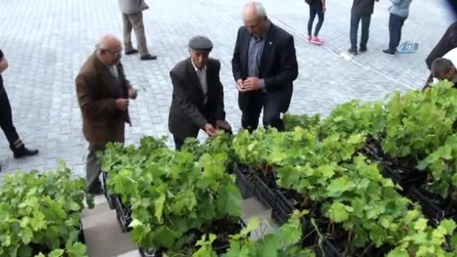 Yozgat'ta 19 Çiftçiye 5 Bin Adet Aşılı Asma Fidanı Dağıtıldı