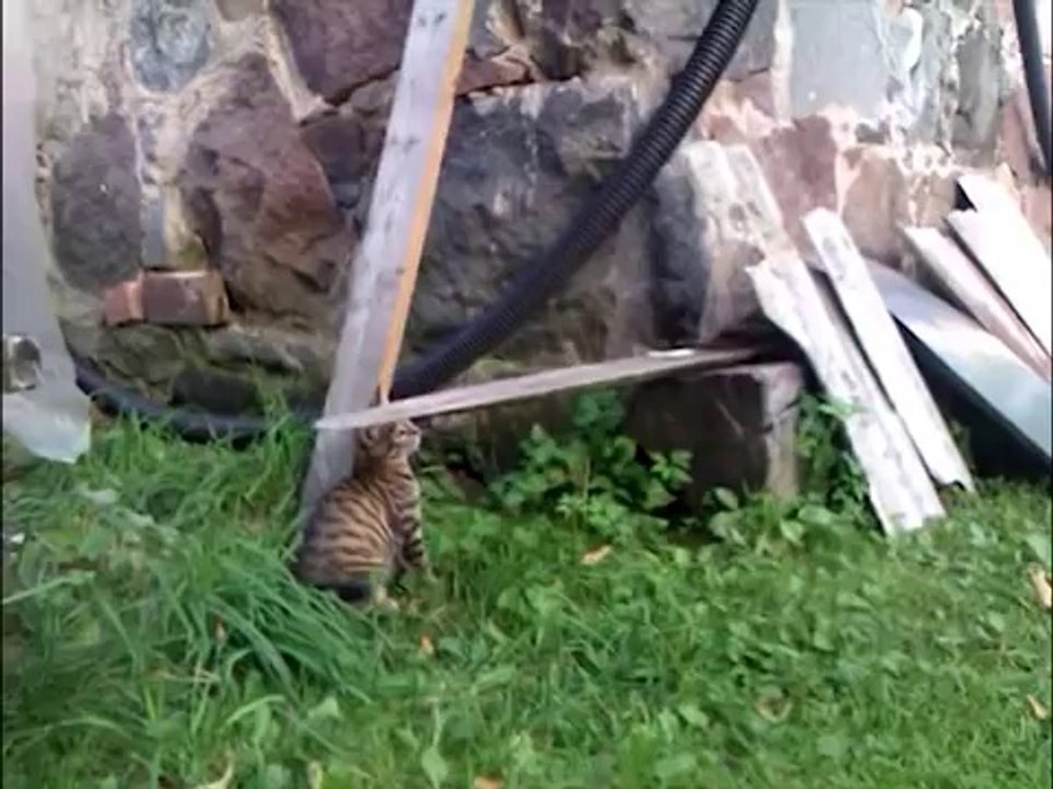 Funny Cat Playing Basketball