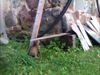 Funny Cat Playing Basketball