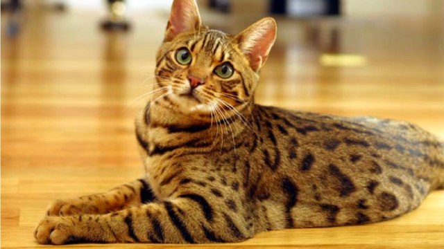TOP 10 MOST EXPENSIVE CAT BREEDS THAT COST A FORTUNE