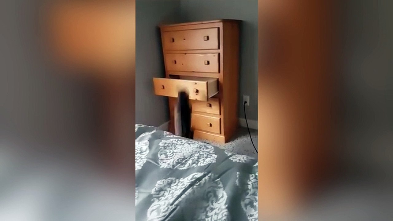 Ce chat adore jouer à cache-cache !