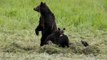 Yellowstone grizzly bears no longer endangered species