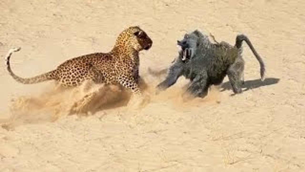 Big Baboon Vs Leopard - Amazing Predators Real Fight Till Death #28 (Only The Strongest Survive)