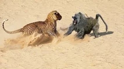 Big Baboon Vs Leopard - Amazing Predators Real Fight Till Death #28 (Only The Strongest Survive)