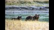 L'ours grizzly de Yellowstone n'est plus une espèce protégée