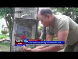 Polisi Amankan Ratusan Burung Beo di Tempat Judi - NET24
