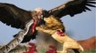 The largest eagles in the world are attacking all the animals