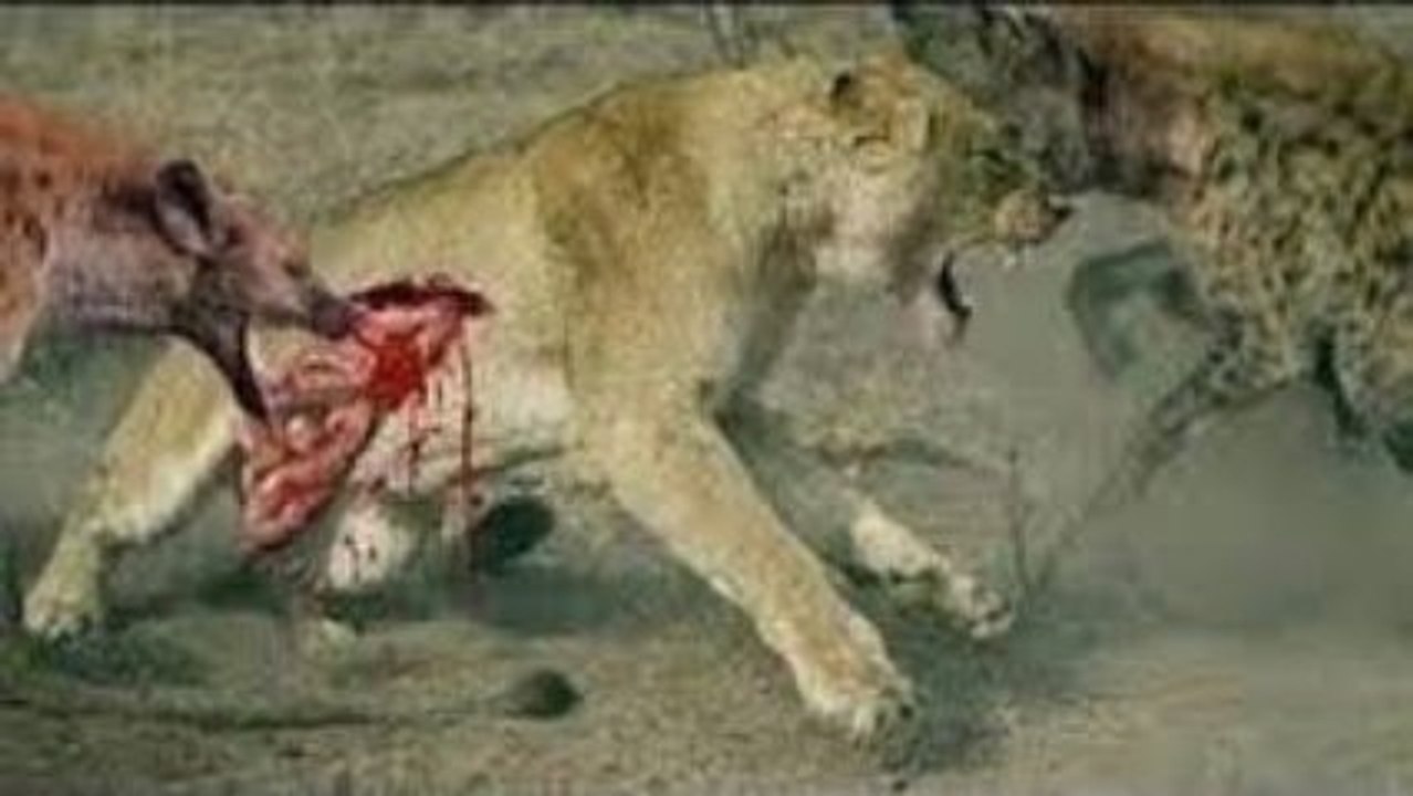 THE TOP 10 Top 10 Lion vs Hyena Lion Attacks Hyena to Death