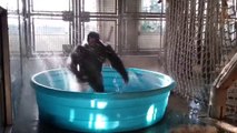 Gorille danse sur la chanson Maniac dans son bain