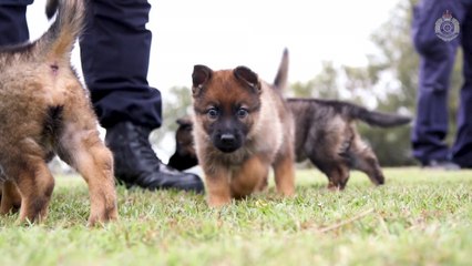 Queensland Police Force's adorable new recruits are of the fluffy variety