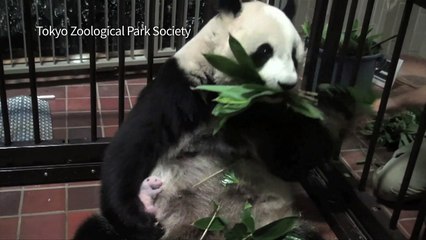 C'est une fille! : le zoo de Tokyo annonce le sexe du bébé panda