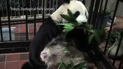 C'est une fille! : le zoo de Tokyo annonce le sexe du bébé panda