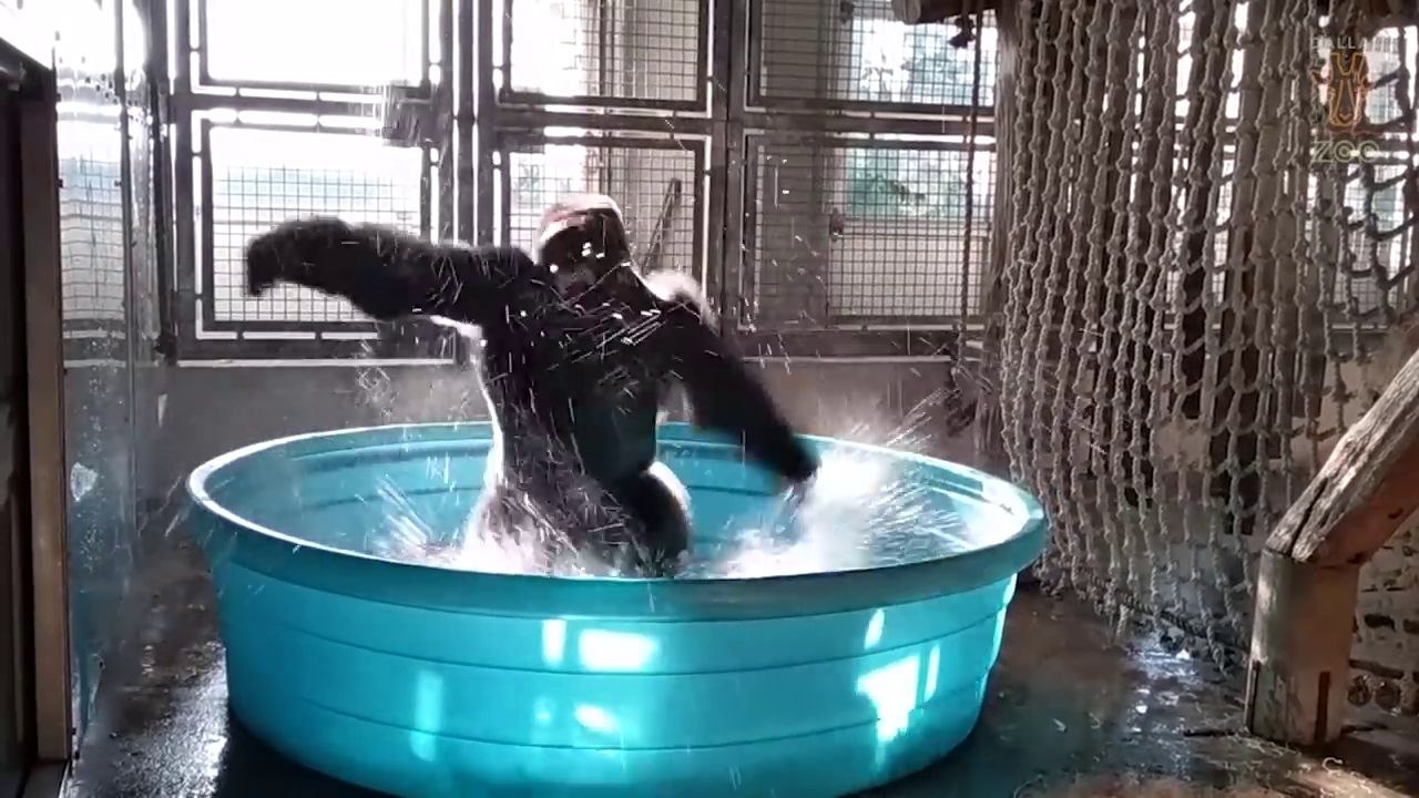 Un gorille danse sur « Maniac » pendant son bain
