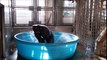 Ce gorille qui jubile en dansant dans sa piscine sur du Maniac va vous faire votre journée