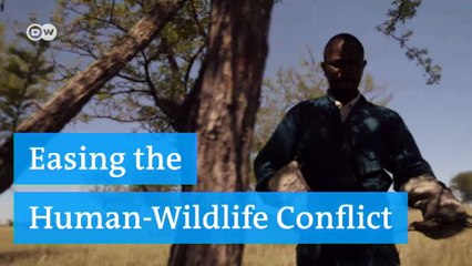 Easing the Human Wildlife Conflict | DW English