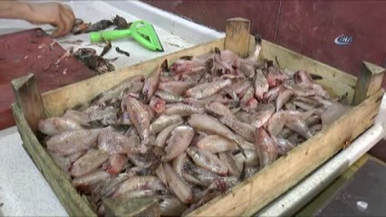 Kıyı Balıkçılarının Vazgeçilmezi: 'İskorpit Balığı'