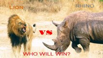 lion vs rinho - lion vs rhino real fight - lion vs rhino real fighting