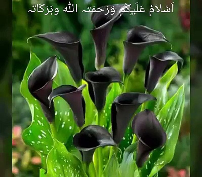 Suba Bahar