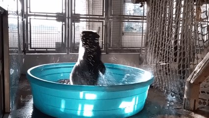 Gorilla Dances Like a Maniac in Paddle Pool to Make Your Friday Better