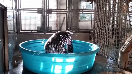 Télécharger la video: Un gorille prend son bain en dansant sur la chanson 