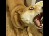 Dog Takes on Claw Toy in Epic Battle