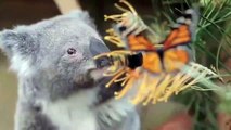 Cute Koalas Playing  Funny Koala Bears [Funny Pets]