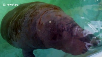 Adorable baby manatee doesn't know how to eat a banana