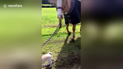 Just a dog taking a horse for a walk