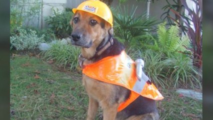 The best of #BringYourDogToWorkDay tweets