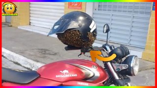 Son casque est infecté d'abeilles, ce motard se retrouve piéger en attendant les pompiers !