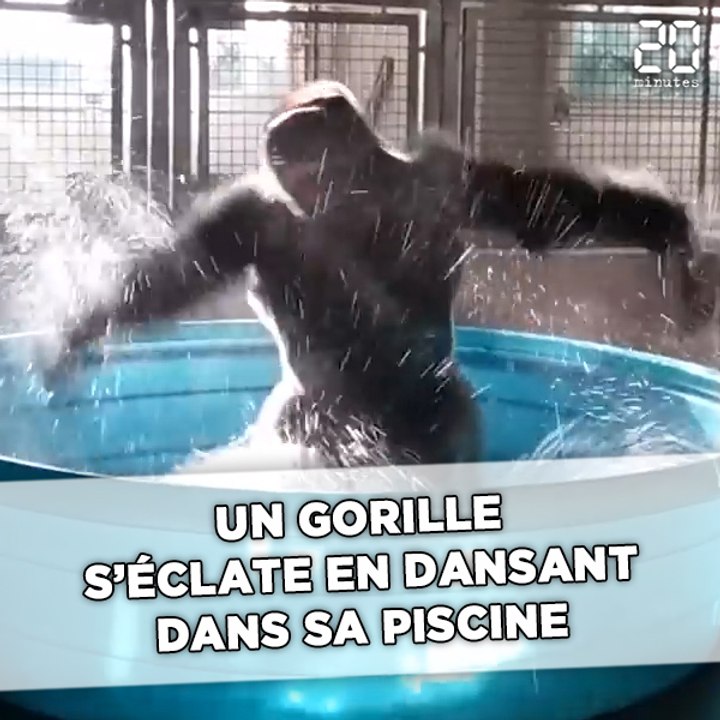 Un gorille s'éclate en dansant dans sa piscine