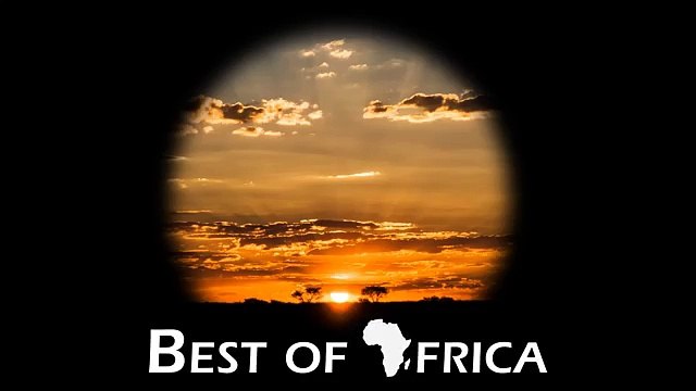 Green Mambas fight on beach in South Africa _ Deadly snakes compete for territory