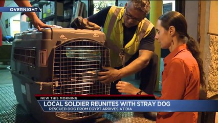 Descargar video: Soldier Reunited With Stray Dog Rescued She Rescued in Egypt