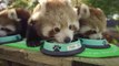 Le repas des pandas roux : tellement adorable