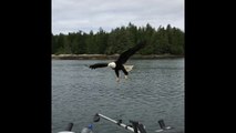 Cet aigle attrape un saumon dans le bateau de ces pêcheurs !