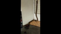 Enorme Serpent COBRA de 4m dans une maison en Malaisie !!