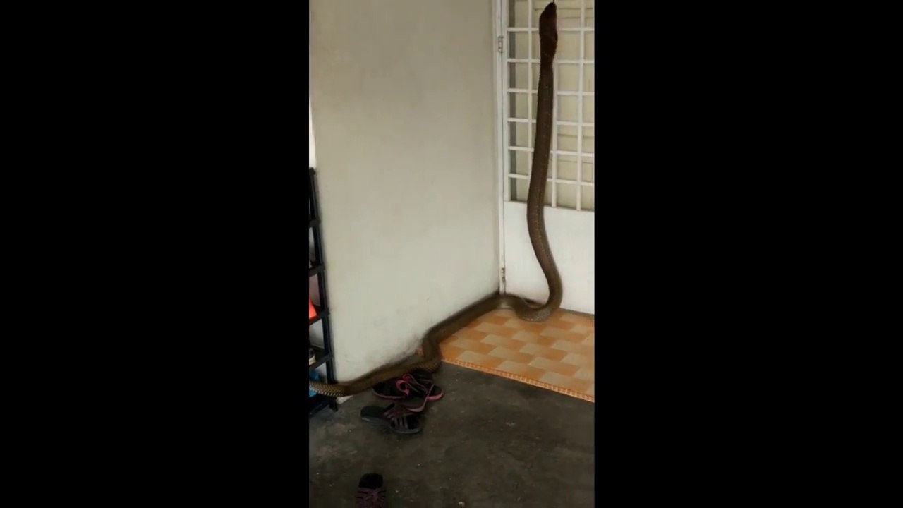 Enorme Serpent COBRA de 4m dans une maison en Malaisie !!