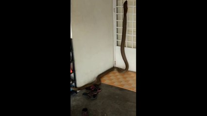 Enorme Serpent COBRA de 4m dans une maison en Malaisie !!