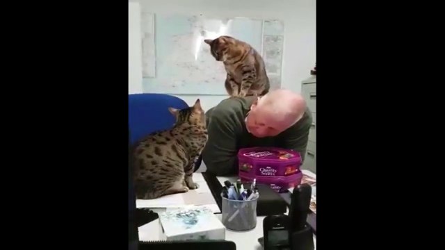 Combat entre chats... sur le dos de leur maître ! LE SOUMIS !