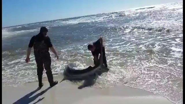 Ces pêcheurs sauvent un gros requin échoué sur la plage.. MEME PAS PEUR