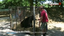Il donne ses ours au zoo du bois d'Attilly