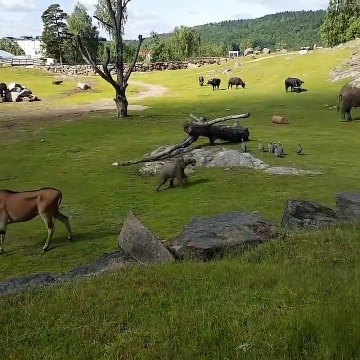 Cet éléphanteau poursuit tout ce qui bouge dans ce zoo et c'est trop mignon
